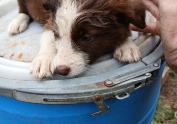 Border collie babies