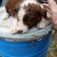 Border collie babies