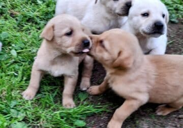 Yellow lab pitbull mix puppies for sale