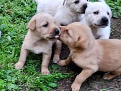 Yellow lab pitbull mix puppies for sale