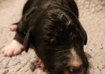 F1 Aussiedoodle Female – Pepper – Born 5/1/25