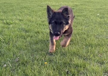 Last 2 AKC Male Germen Sheperd Puppies