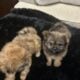 Shiranian Female and Male Puppies
