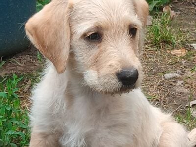 Standard Poodle/Mix Puppies