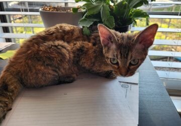 Female Devon Rex Kitten Torbie