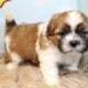 Male Shih Tzu Pups