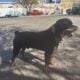 Rottweiler Puppies