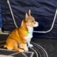Pembroke Welsh Corgi