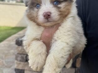 Australian shepherd puppies
