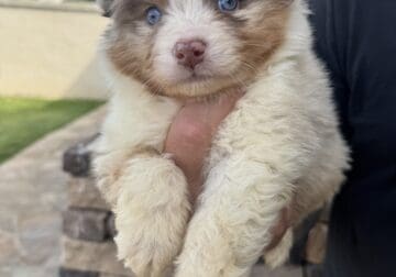 Australian shepherd puppies