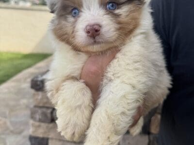 Australian shepherd puppies