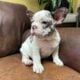 Adorable Frenchie puppies