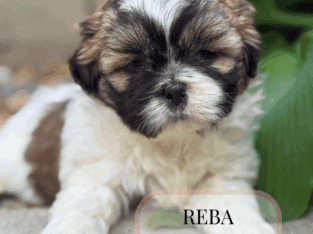 Shih tzu puppies Shihtzu