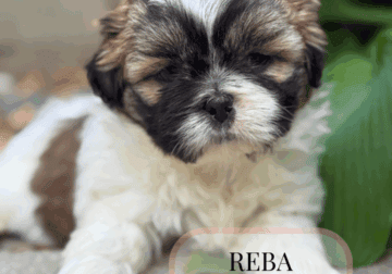 Shih tzu puppies Shihtzu