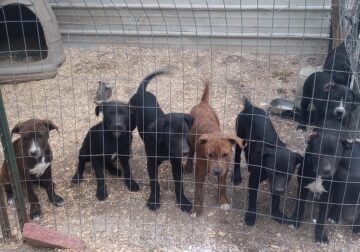 Rehoming Pitbull Pups