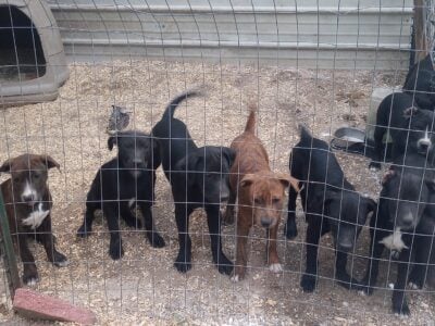 Rehoming Pitbull Pups