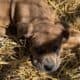 daniff/ pit puppies