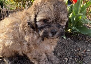 Sweet Shihpoo female puppies
