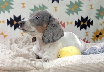 Elliot – CKC Miniature Dachshund