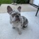 Merle Frenchie