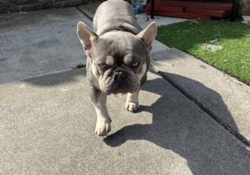 Friendly Frenchie