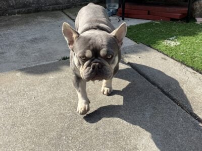 Friendly Frenchie