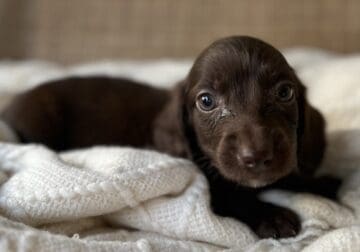 Mini dachshund