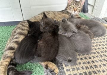 Kittens raised in home with children