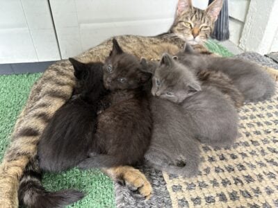 Kittens raised in home with children