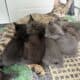 Kittens raised in home with children