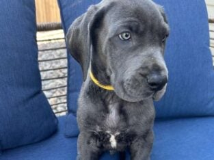 Great Dane. Loki