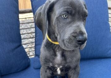 Great Dane. Loki
