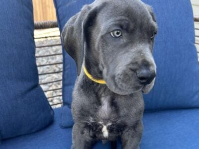 Great Dane. Loki