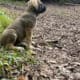 FEMALES -10 weeks – RE-HOME FEE