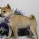 AKC Shiba Inu Curly