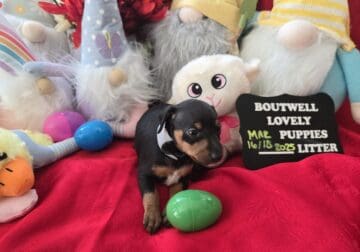 Miniature Pinscher Puppy 5 (Mauldin, SC)