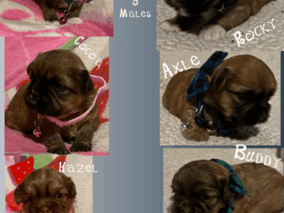 SHORKIE PUPPIES