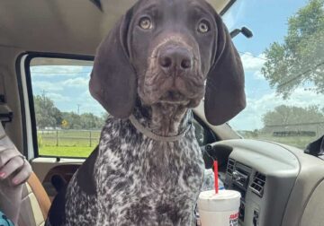 German Shorthair Pointer