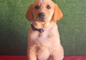 AKC Yellow Female Lab Puppies