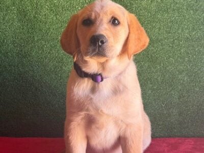 AKC Yellow Female Lab Puppies
