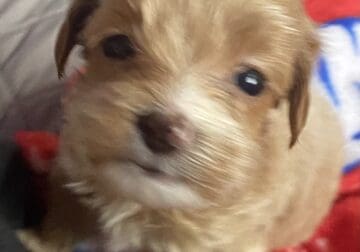 Mini GoldenDoodles