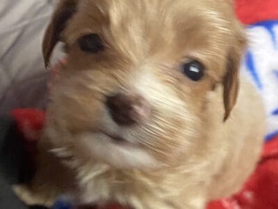 Mini GoldenDoodles