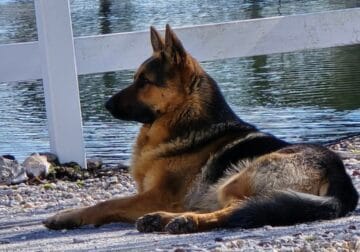 German Shepherd Male Puppies