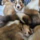 Rough Collie puppies