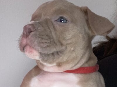 American Pocket Bullies Puppies Ready to G  ...