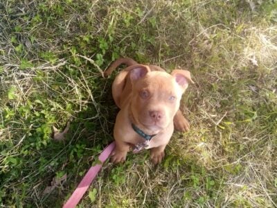Pitbull Mix