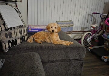 Cavapoo/ toy poodle for sale