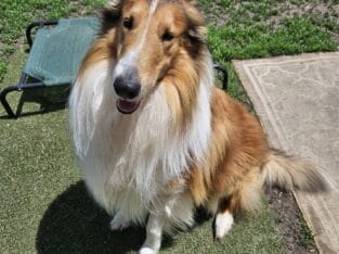 Rough Collie puppies