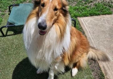 Rough Collie puppies