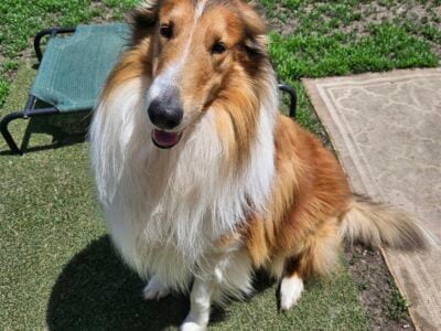 Rough Collie puppies
